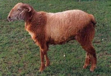 Sindhanur Sheep